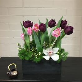 Tulips Galore!
