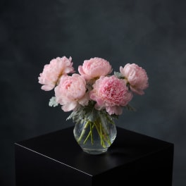 Blush and Bloom Peonies 