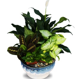 Dish Garden Ceramic Planter LG1 (BR)