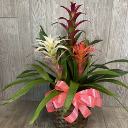 Tropical plant basket with red, white, and coral bromeliads and a pink ribbon bow