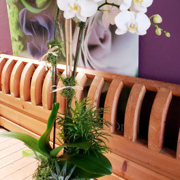 White orchid arrangement in a square white planter with succulents