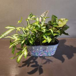Plants: Wildflower Garden