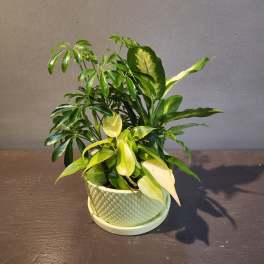 Plants: Kiwi