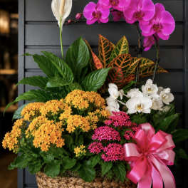 Patriot Blooming and Green Plants in a Basket