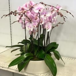 Pink Goodness