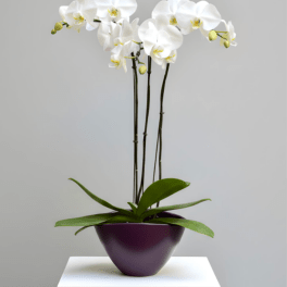 Elegant Triple Stem White Orchid Plant - 1 Available