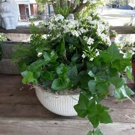 White flowers in a white planter with trailing ivy