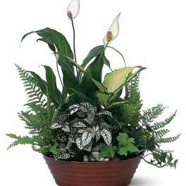 Dishgarden