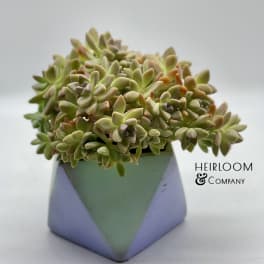 Potted succulent arrangement in a geometric pastel planter