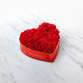 20-V6s Heartfelt Carnation