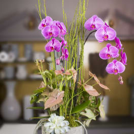 C Phalaenopsis