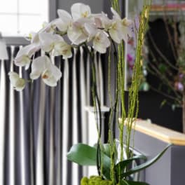 Rosie Phalaenopsis