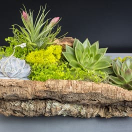 Organic Garden