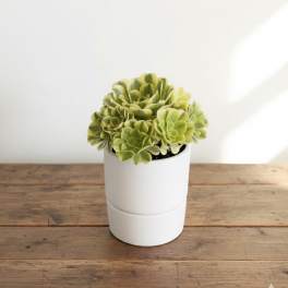 Lime Rosette