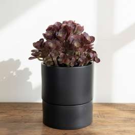 Midnight Aeonium