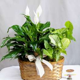Peace Lily & Arrowhead- 6" Planter