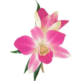 Pink and white orchid corsage with green leaves
