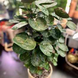 Aralia Fabian