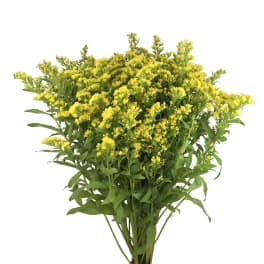 Bunch of small yellow filler flowers on long stems.