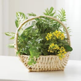 European Sympathy Dish Garden
