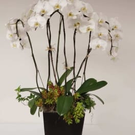 Orchid abundance