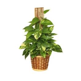 Pole Ivy Plant