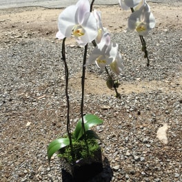 White orchid plant in a black pot with moss