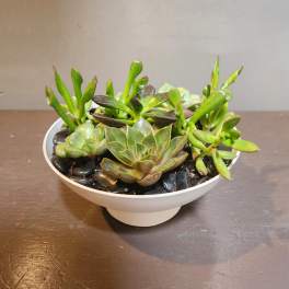 Plants: Succulent Garden - Endless Ocean