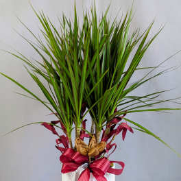 Majestic Marginata - 6" Planter