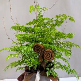 Woodland China Doll - 6" Planter