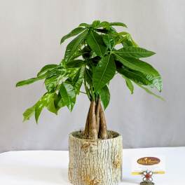 Money Tree - 4" Planter
