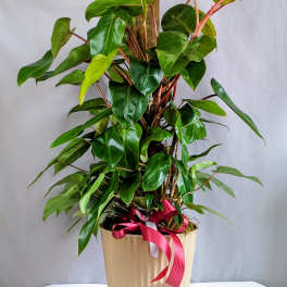 Philodendron "Burgundy Princess" Totem Pole - 8" Planter