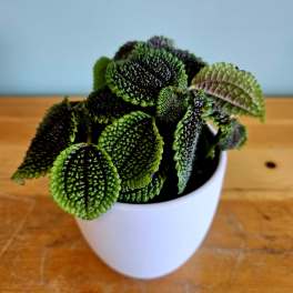 Iron Cross Begonia