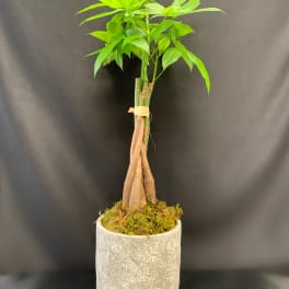 Money Tree