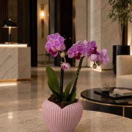 Blush Orchid Heart™