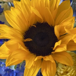 Close-up of a yellow sunflower with blue and white flowers in the background