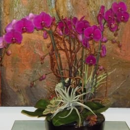 Orchids Galore