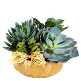 Bowl of Succs