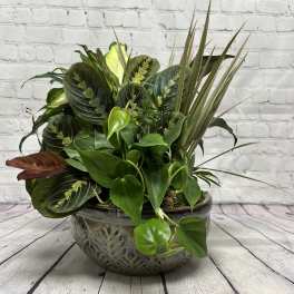 10" European Dish Garden