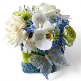 Blue Vanilla Cutie Beauty Designer's Choice