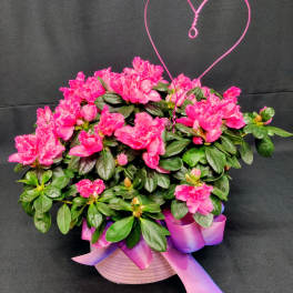 Blooming Outdoor plant Dressed with Heart