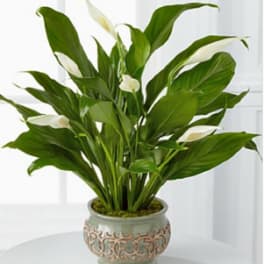 Serene Peace Plant