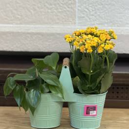 Double Planter