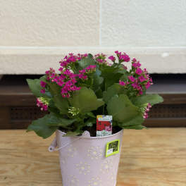 Flower Bucket Kalanchoe