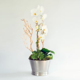Voila Orchid