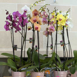Orchid