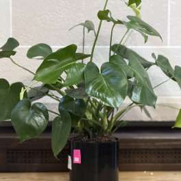 Black Pot Monstera