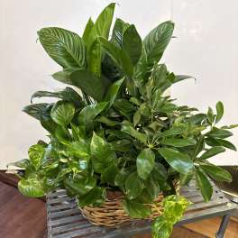 Emerald Garden Planter