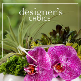 Pink orchids and succulents in a white container