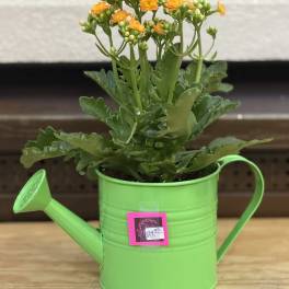 Watering Can Kalanchoe